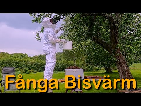 Fånga bisvärm i äppelträdet (Buckfast bin)