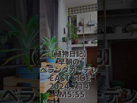 南向きのベランダに植える植物はどれ？太陽を愛する必須の6種  庭園