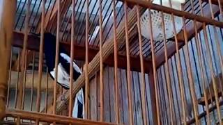 Download lagu Kicau Kacer Ngekek Durasi pendek mp3 Download lagu Kicau Kacer Ngekek Durasi pendek mp3