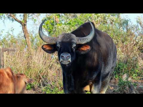 RAMSIAL / SELE / TUMPANG | GAUR | BOS GAURUS | MISUAL KUT TUAR NGE NATNA VANG THI??