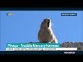 Pikaçu Freddie Mercury Karması Video Sosyal Medyada Büyük Ilgi Görüyor