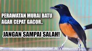 Download lagu TIPS CARA PERAWATAN MURAI BATU PASTOL AGAR CEPAT GACOR DI RUMAH DAN MAU NGEPLONG NGEPLONG mp3
