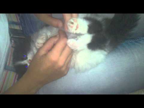 Chau na belichkoto ni kote ....chau izverg ot blatata