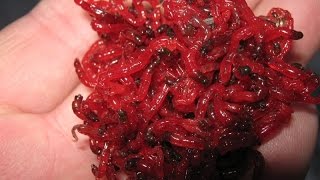 Мотыль для рыбалки своими руками как делать