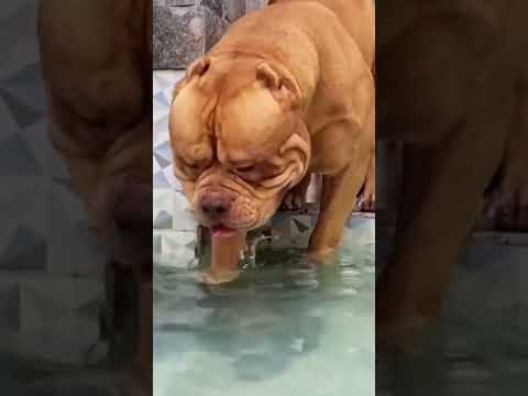 Medo de água grandão