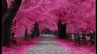 Tracy Chapman - Unsung Psalm