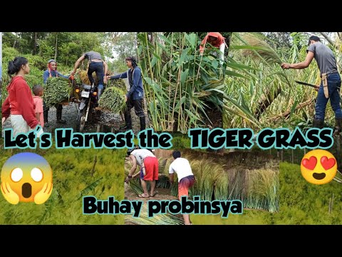 MAGHARVEST AY DI BIRO MAGHAPON NAKATAYO, Let's Harvest Tiger grass / #satisfying #trending