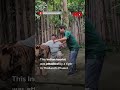 Indian Tourist Attacked By Tiger While Taking Selfie In Thailand S Phuket Mo Of Everything