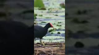 Download lagu suara burung mandar memanggil temannya mp3