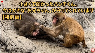 もう誰もいじめられない。小さなパンチくんを守る「最強の兄貴」の優しさ
