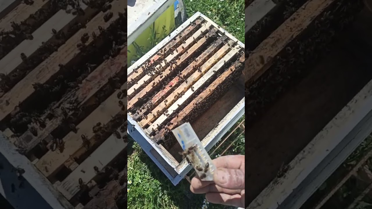 نصائح جد مهمة ادخال الملكات على الخلايا