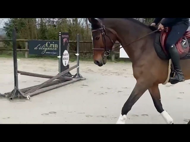 Joli cheval pour amateur 