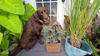 Giant Gorgeous Begonias From Southern Living Via Walmart