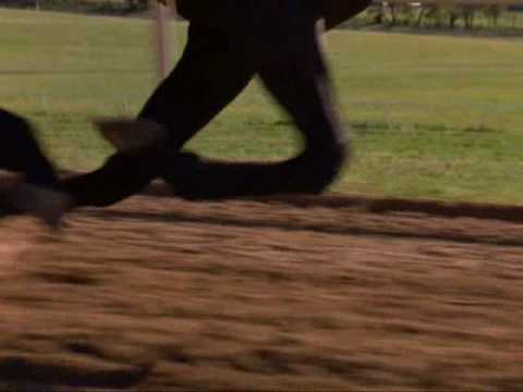 What is the quote from the movie dreamer?  Yahoo Answers