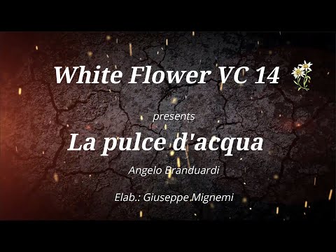 White Flower VC #14 - La pulce d'acqua