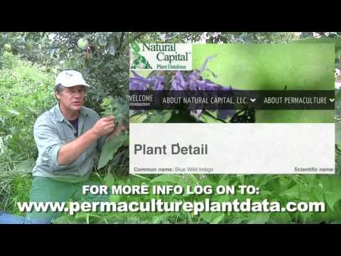 Dan Halsey   Anchor Plants and Polyculture Guild Plants