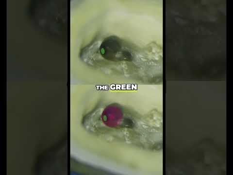 Shocking Truth About Gates Glidden Burrs! 😳🔍