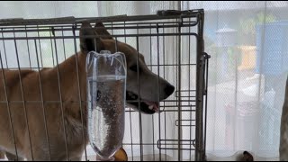🐕️#昼ライブ#柴犬#縄文柴犬#犬のいる暮らし#癒し＃猫のいる暮らし