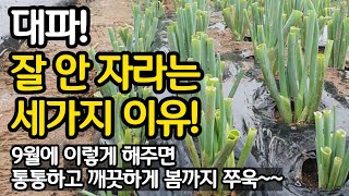 대파가 잘 안자라는 세가지 이유 - 9월에 이렇게만 해주면 통통하고 깨끗한 대파를 봄까지 쭈욱!!