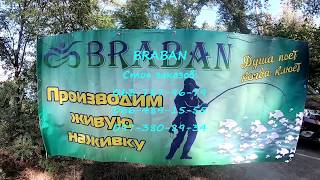 Живая наживка в барнауле
