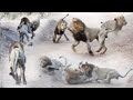 Another Episode In LION WARFARE