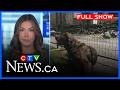 Living In Parking Lots And March On Cambridge City Hall CTV News Kitchener At Six For June 8 2026