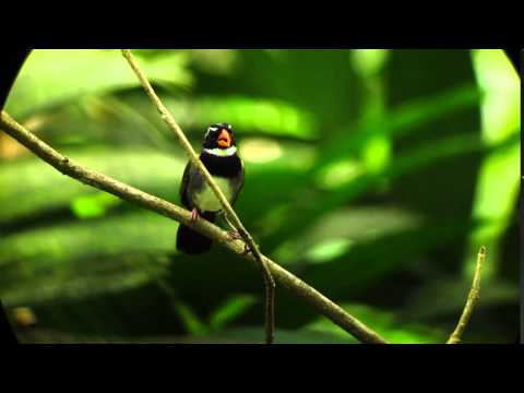 ENDEMIC BIRD EXPERT COSTA RICA 01