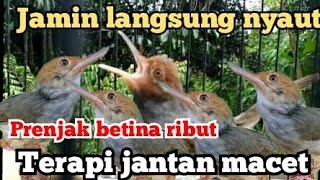 Download lagu prenjak betina ribut terapi jantan macet atau buat pikat prenjak liar/paling ampuh mp3