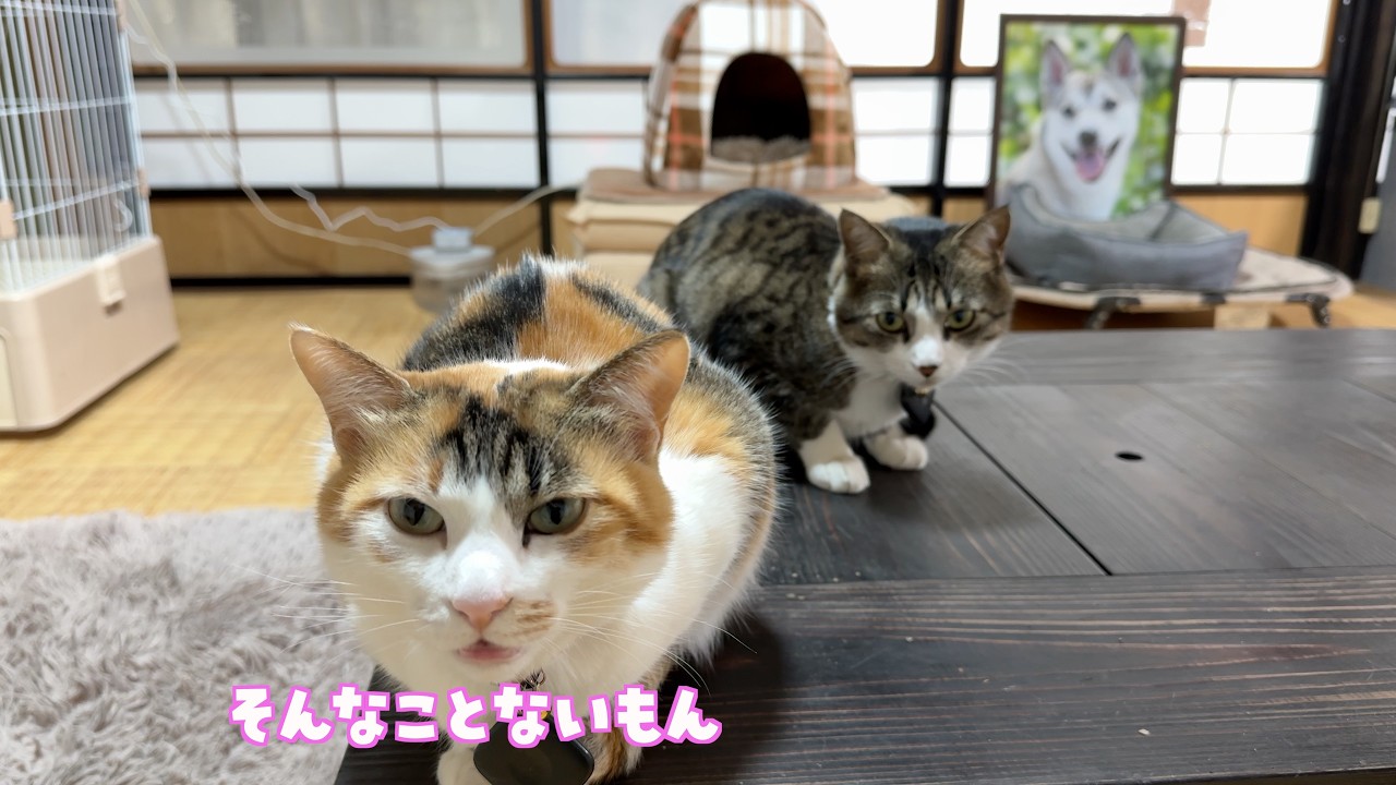 すずが尿路結石になって色々試してみたこと