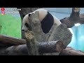 圓寶午睡受擾醒來觀看,耳朵動呀動聆聽|Giant Panda Yuan Bao,圆宝,貓熊,大貓熊,大熊貓