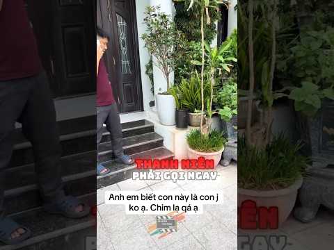 Chim lạ mò vào nhà khiến thanh niên sợ đi tò
