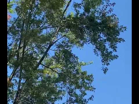 iAero Airways SWQ3418 Pt: 3 em 15/10/23