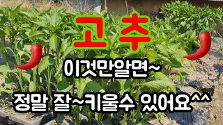 #고추모종심는방법 #봄철씨뿌리는시기 #청양고추오이고추풋고추