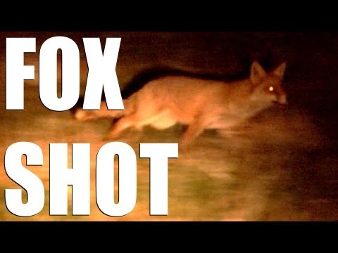 Foxshooting with Mark Gilchrist and Roy Lupton Foxshooting with Mark Gilchrist and Roy Lupton