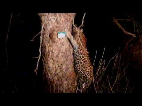 leopard kruger
