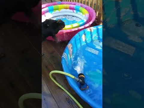 Rottweiler - Silly Moo Moo