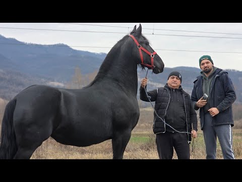 VIRGIL AND RĂZVAN'S HORSES FROM HAȚEG, HUNEDOARA COUNTY