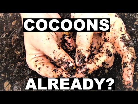 Au Natural Compost Worm Bin