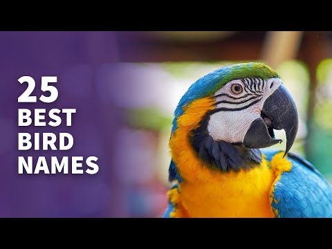 25 BEST Pet Bird Names (Popular & Best Naming Ideas)