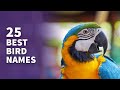 25 BEST Pet Bird Names (Popular & Best Naming Ideas)