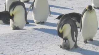 Cassondra Williams, Antarctica Emperor Penguin Researcher