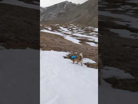 Funny Dogs short videos try not to skip #Kavishamusicalvlogs #Shortvideo #Shorts