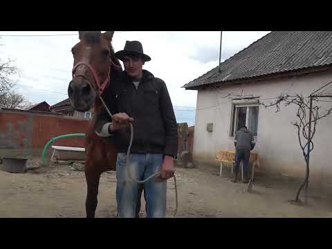 Caii lui Ghita de la Mediesu Aurit, Satu Mare - 2023 Nou!!!