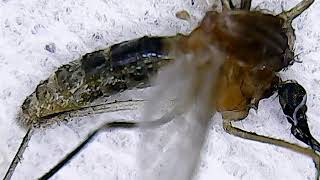 Как дышит комар под Микроскопом