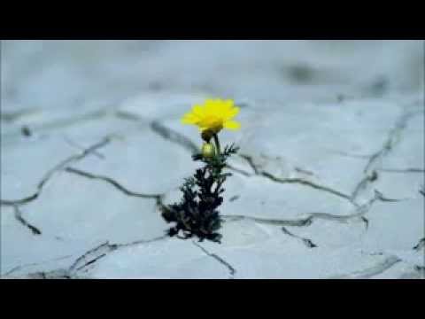 Pr.  Amilton Menezes  -  DEUS prova o seu povo