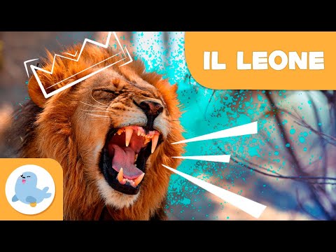 IL LEONE 🦁 Animali per bambini 🌞 Episodio 1