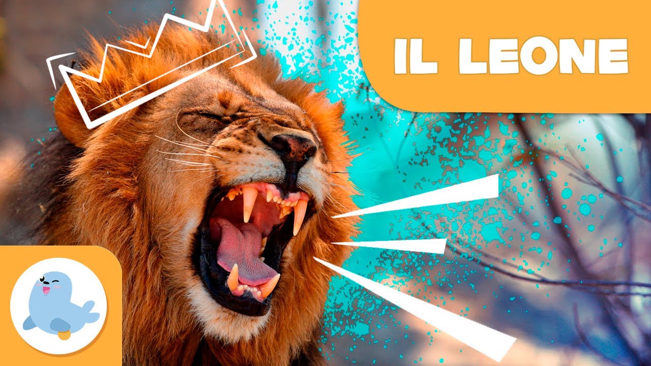 IL LEONE 🦁 Animali per bambini 🌞 Episodio 1