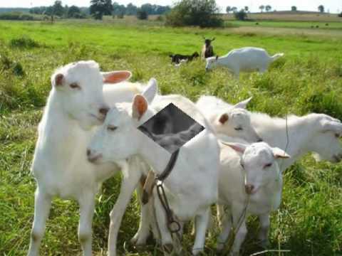 ostrowkierwinski.wmv