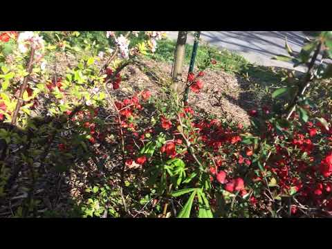 Cognassier japonais :-)