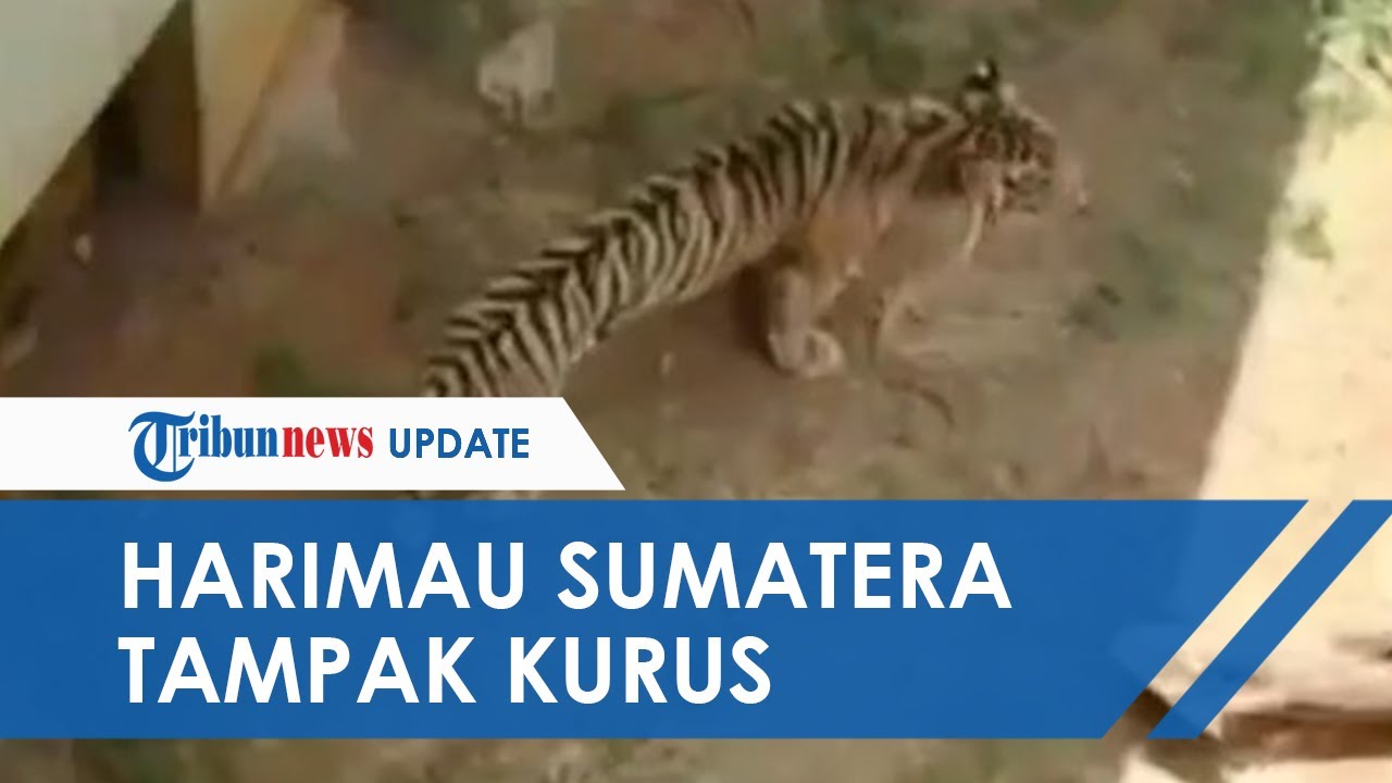 Viral Video Harimau Sumatera Kurus dan Berperut Kempis Viral Video Harimau Sumatera Kurus dan Berperut Kempis